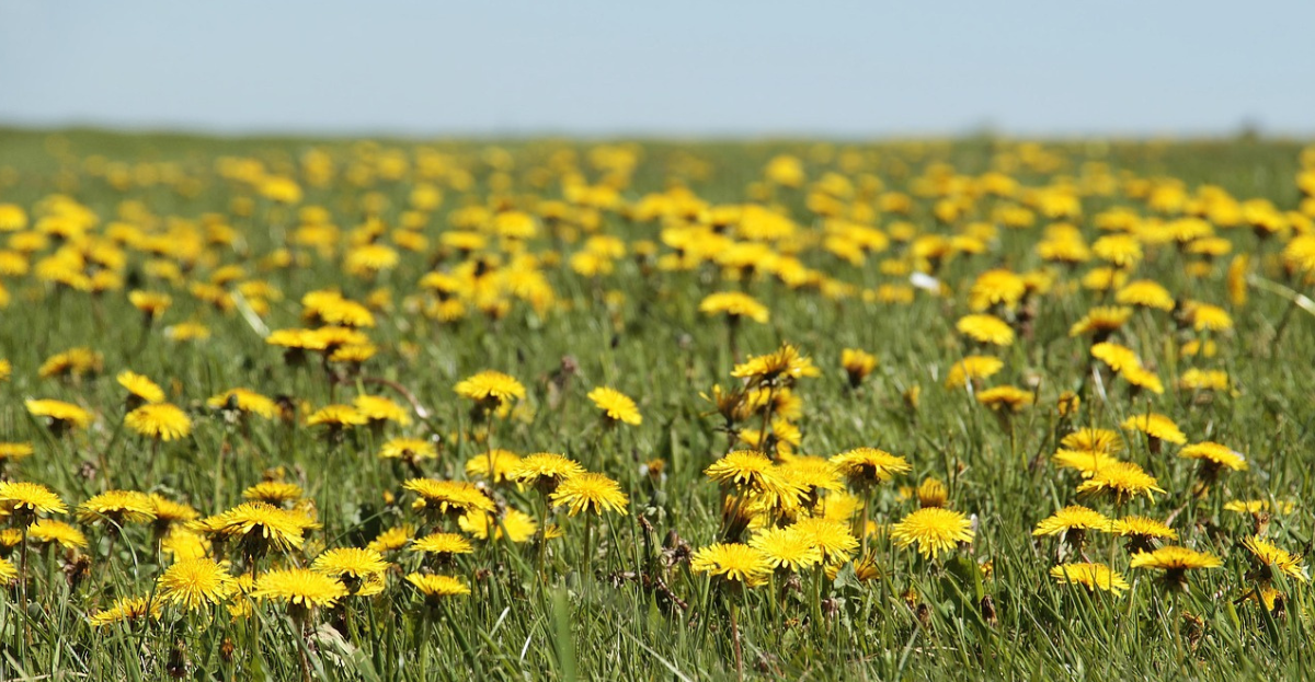 Dandelions